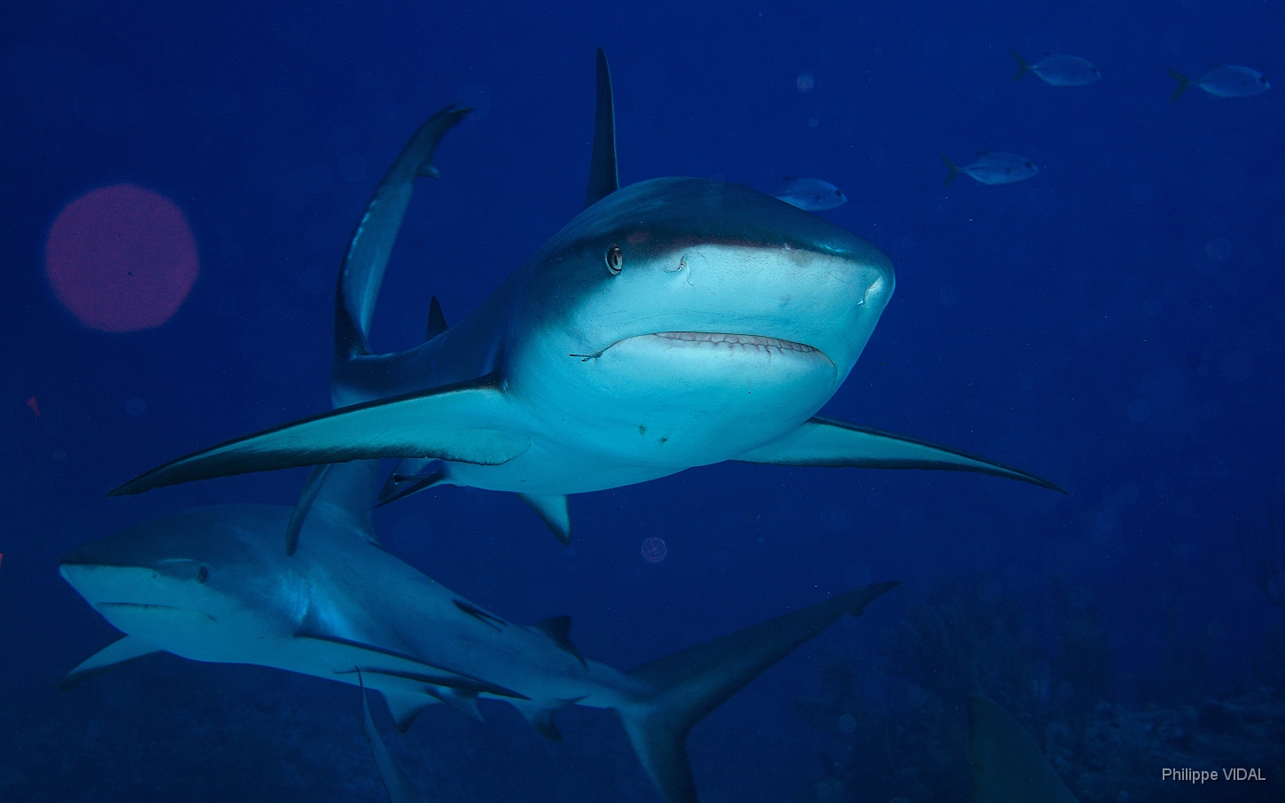 MediaEarth - Bahamas 2017 - DSC02424_rc - Caribbean reef shark - Requin gris des caraibes - Carcharhinus perezi.jpg